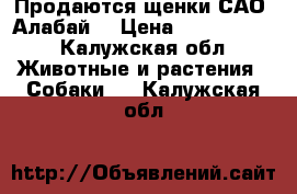 Продаются щенки САО (Алабай) › Цена ­ 6000-8000 - Калужская обл. Животные и растения » Собаки   . Калужская обл.